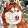 Brown Eyes Husky Diamond Painting