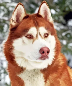 Brown Eyes Husky Diamond Painting