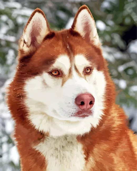 brown eyes husky Diamond Paints Brown Eyes Husky Diamond Painting