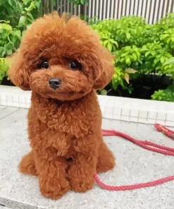 Brown Fluffy Poodle Diamond Painting