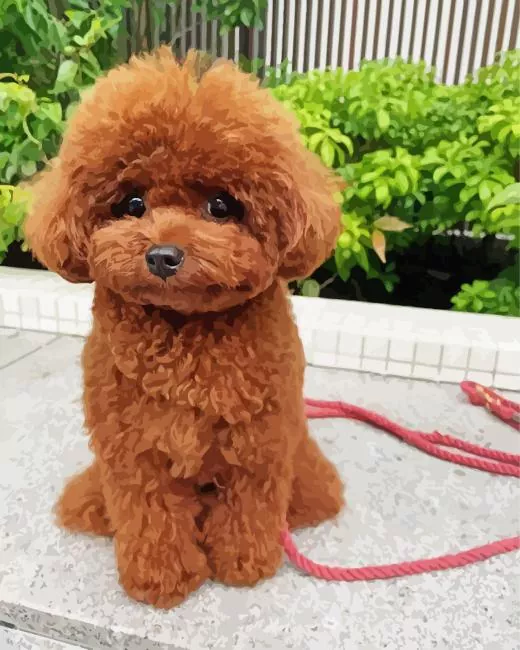 brown fluffy poodle Diamond By Numbers Brown Fluffy Poodle Diamond Painting