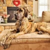 Brown Great Dane With Spots Diamond Painting