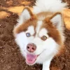 Brown Husky With Different Colored Eyes Diamond Painting