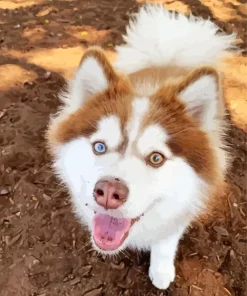 Brown Husky With Different Colored Eyes Diamond Painting