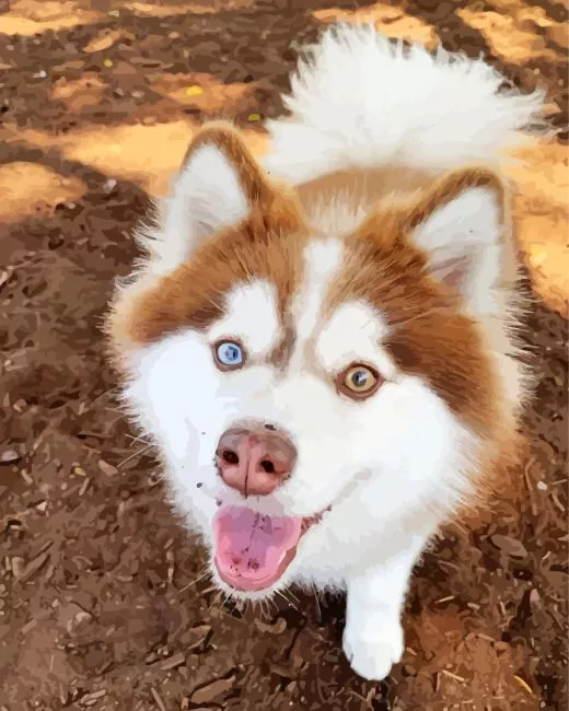 brown husky with different colored eyes Diamond Paints Brown Husky With Different Colored Eyes Diamond Painting