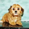 Brown Morkie Diamond Painting