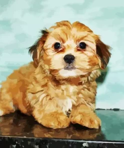 Brown Morkie Diamond Painting