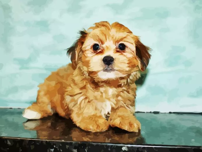 brown morkie Diamond Paints Brown Morkie Diamond Painting