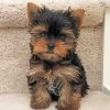 Morkie Puppy Diamond Painting