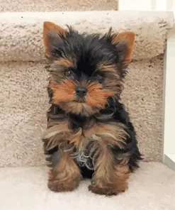 Morkie Puppy Diamond Painting