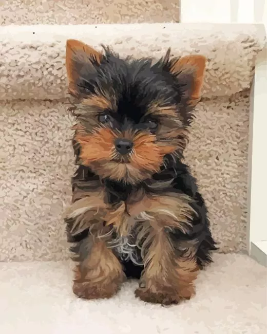brown morkie puppy Diamond Paints Morkie Puppy Diamond Painting
