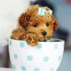 Brown Poodle In Teacup Diamond Painting