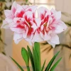 Elvas Amaryllis Diamond Painting