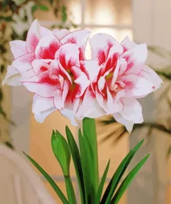 Elvas Amaryllis Diamond Painting
