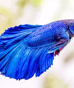 Fighter Fish Diamond Painting