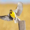 Flying Meadowlark Diamond Painting