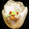 Frog In Flower Diamond Painting