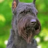 Giant Schnauzer Diamond Painting