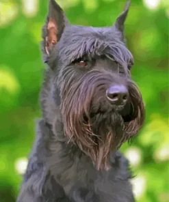 Giant Schnauzer Diamond Painting
