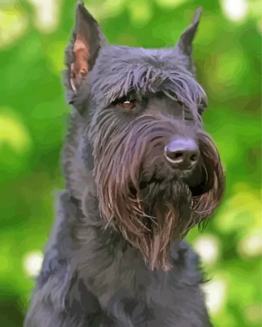giant schnauzer Diamond Paints Giant Schnauzer Diamond Painting