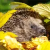 Hedgehog With Leaves Diamond Painting