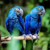Hyacinth Macaw Birds Diamond Painting