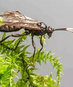 Ichneumon Wasp Diamond Painting