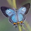 Imperial Blue Butterfly Diamond Painting