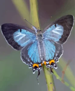 Imperial Blue Butterfly Diamond Painting