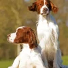 Irish Red And White Setter Diamond Painting