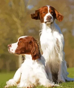 Irish Red And White Setter Diamond Painting