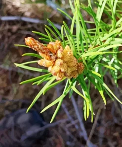 Jack Pine Plant Diamond Painting