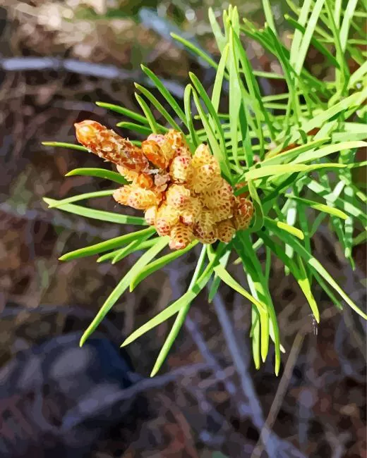 jack pine plant Diamond Painst Jack Pine Plant Diamond Painting
