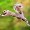 Jumping Squirrel Diamond Painting