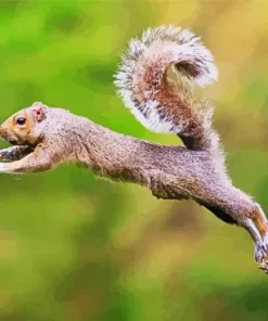 Jumping Squirrel Diamond Painting