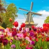 Kinderdijk Tulips Diamond Painting