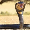 King Cobra Snake Diamond Painting