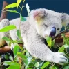 Koala Eucalyptus Diamond Painting