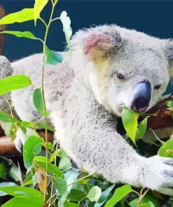 Koala Eucalyptus Diamond Painting