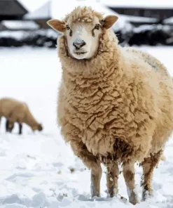 Lamb In Snow Diamond Painting
