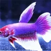 Lavender Betta Fish Diamond Painting