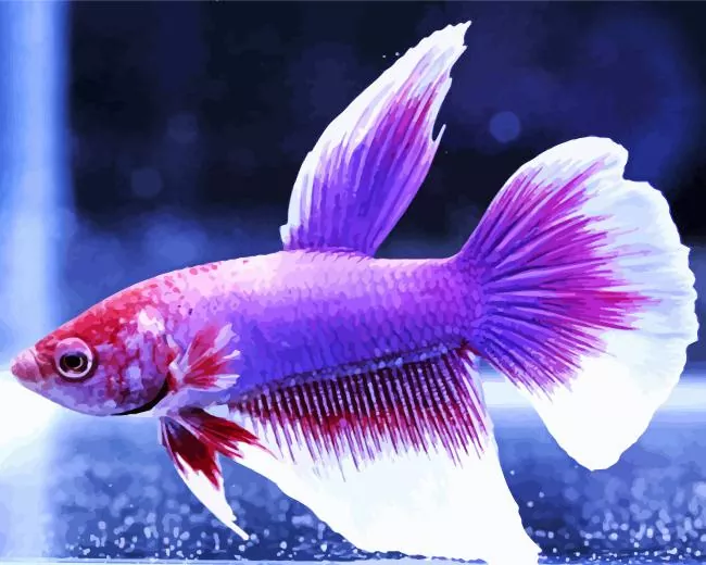 lavender betta fish Diamond Paintings Lavender Betta Fish Diamond Painting