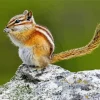 Least Chipmunk Diamond Painting