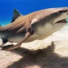 Lemon Shark Diamond Painting