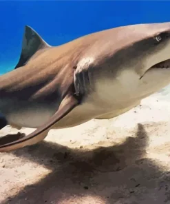 Lemon Shark Diamond Painting