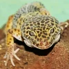 Leopard Gecko Diamond Painting