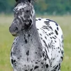 Leopard Horse Diamond Painting