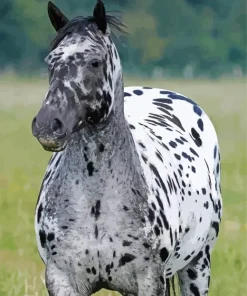 Leopard Horse Diamond Painting