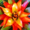 Orange Bromeliad Diamond Painting
