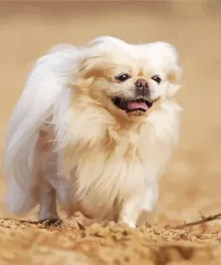 Pekingese Dog Diamond Painting